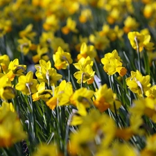 Yellow, Daffodils