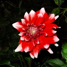 Dalia, red, White