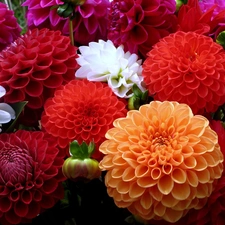 color, dahlias