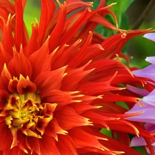 color, dahlias