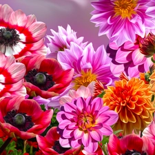 Flowers, Anemones, graphics, dahlias