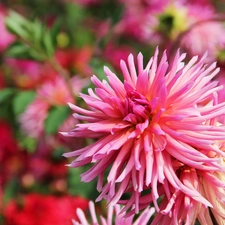 Pink, dahlias