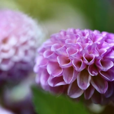 Pink, dahlias