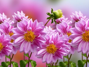dahlias, Flowers, Pink