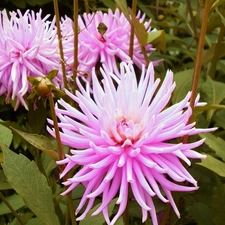 Pink, dahlias