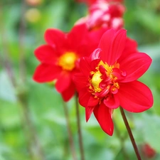 Red, dahlias