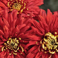 Red, dahlias