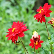 Red, dahlias