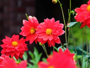 Red, dahlias