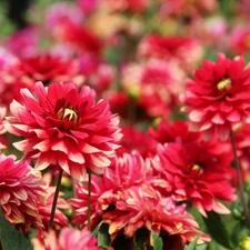 Red, dahlias