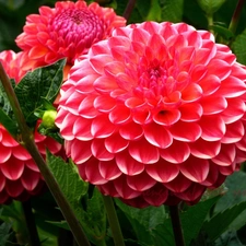 Red, dahlias