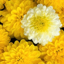 Yellow, dahlias