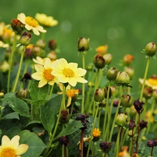 Yellow, dahlias