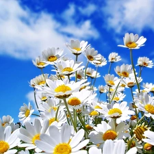 daisies