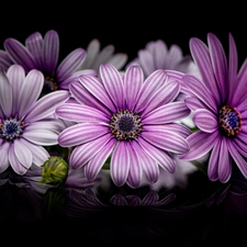 Black, background, African Daisies, White-Purple, Flowers