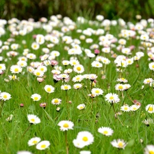 many, Daisies