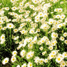 many, Daisies