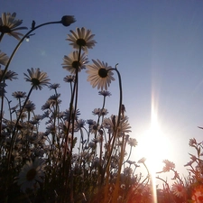 daisies