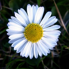 daisy