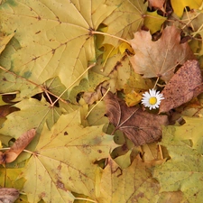 Autumn, Leaf, daisy, dry