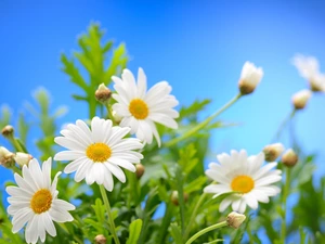 Blurry Background, Flowers, daisy