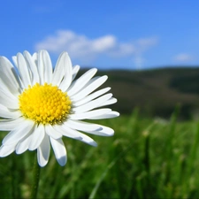 Meadow, Colourfull Flowers, daisy