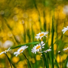 Flowers, daisy