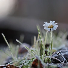 frozen, daisy