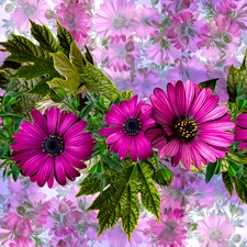 graphics, Flowers, African Daisy