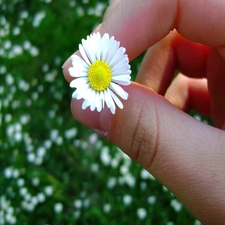 hand, daisy