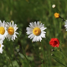 red weed, Flowers, daisy