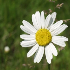 Spring, Daisy