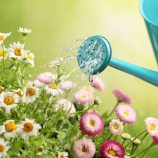 Flowers, Chamomile Common, daisy, watering can