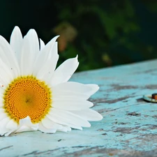 White, Daisy