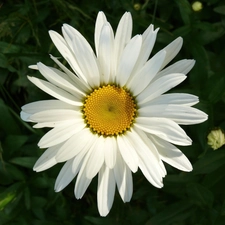 White, Daisy