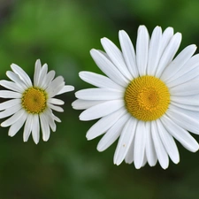 White, daisy