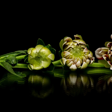 reflection, Dark Background, Dalia, Buds, Colourfull Flowers