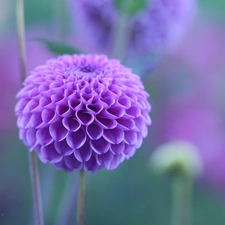 Colourfull Flowers, Violet, Dalia