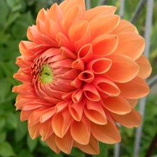 Orange, Dalia