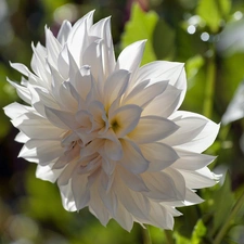 White, Dalia