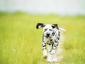 Puppy, Meadow, grass, Dalmatian