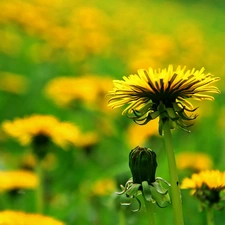 dandelions, Common Dandelion