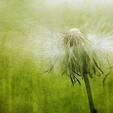 picture, dandelion