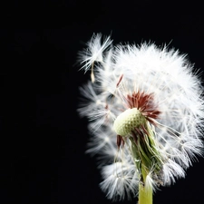 White, dandelion