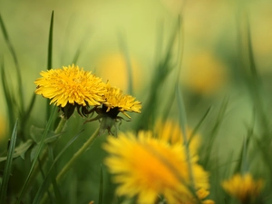 Common Dandelion, Yellow, Flowers, dandelions