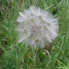 dandelion