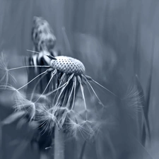 Close, Common Dandelion, dandelions