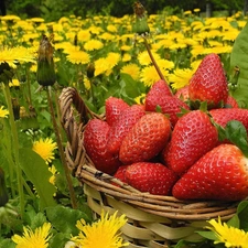 Meadow, strawberries, dandelions, basket