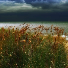 dark, clouds, high, grass, Coast