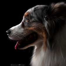 dog, Australian Shepherd, Dark Background, profile